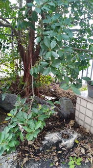 下水管道被榕树根堵住了怎么疏通(下水管道被榕树根堵住了怎么疏通呢)