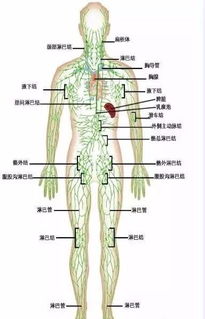 怎么样快速疏通淋巴管道(怎么样快速疏通淋巴管道呢) 怎么样快速疏通淋巴管道(怎么样快速疏通淋巴管道呢)