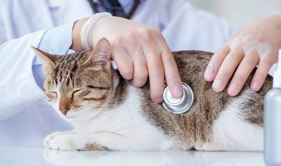 怎么给猫疏通血液管道呢(怎么给猫疏通血液管道呢图片) 怎么给猫疏通血液管道呢(怎么给猫疏通血液管道呢图片)