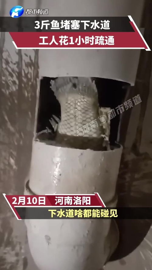 怎么疏通喂鱼器管道呢图片(鱼疏通下水道)