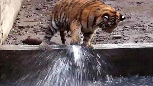 水老虎疏通管道怎么样(水老虎是什么东西啊) 水老虎疏通管道怎么样(水老虎是什么东西啊)