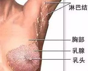 怎么疏通3大淋巴管道(有效疏通淋巴的方法)