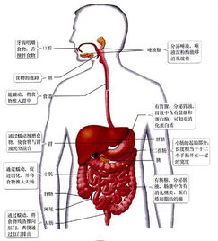 手臂痛怎么疏通小肠管道(手臂痛怎么疏通小肠管道图片) 手臂痛怎么疏通小肠管道(手臂痛怎么疏通小肠管道图片)