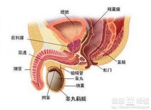 怎么疏通前列腺管道视频(疏通前列腺管的高效药)
