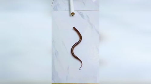 管道疏通器好物怎么用(好身手新型管道疏通器怎么用)