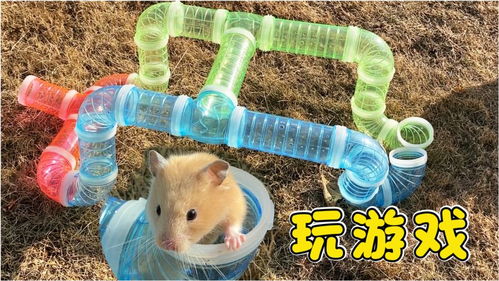 仓鼠笼子管道堵了怎么疏通(仓鼠笼子管道怎么装)