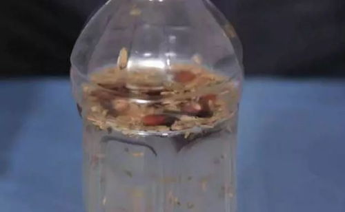鱼缸怎么做管道疏通剂(鱼缸怎么做管道疏通剂图片)