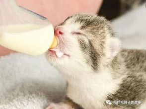怎么给猫咪疏通奶水管道(怎么给猫咪疏通奶水管道的方法)