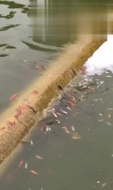 小水坝下水口怎么疏通管道(小水坝施工步骤)