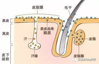 怎么疏通皮脂腺排泄管道(如何疏通皮脂腺排泄管) 怎么疏通皮脂腺排泄管道(如何疏通皮脂腺排泄管)