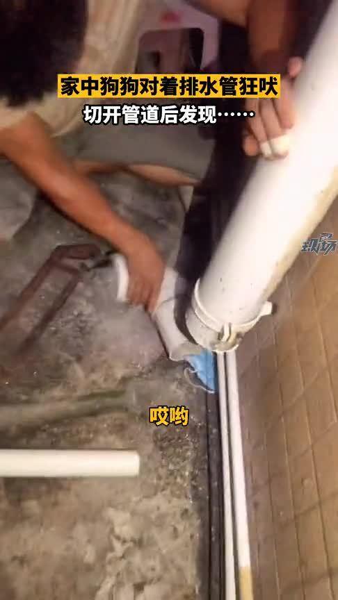 奶块在底座怎么疏通管道(奶块怎么在地上放东西) 奶块在底座怎么疏通管道(奶块怎么在地上放东西)