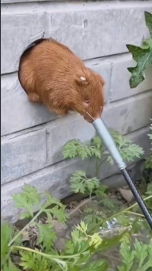 猫毛堵塞管道怎么疏通(猫毛堵塞下水道怎么办) 猫毛堵塞管道怎么疏通(猫毛堵塞下水道怎么办)