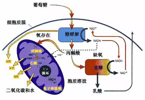 乳酸堆积怎么疏通管道的(乳酸堆积要怎么处理)