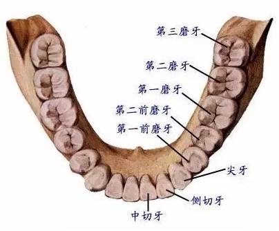 怎么做牙龈管道疏通(牙龈怎么做根管治疗)