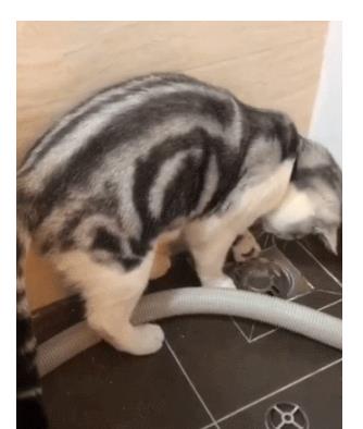 疏通管道猫爪怎么用的(疏通管道猫爪怎么用的啊)