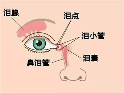 泪腺管道不通怎么疏通呢(泪腺管不通怎么治疗)