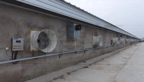 猪舍水帘怎么疏通管道(猪舍水帘怎么疏通管道图片)