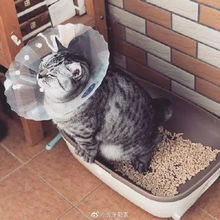 怎么疏通猫咪拉屎管道