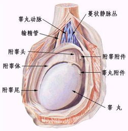 睾丸管道肿块怎么疏通(睾丸管道肿块怎么疏通经络)